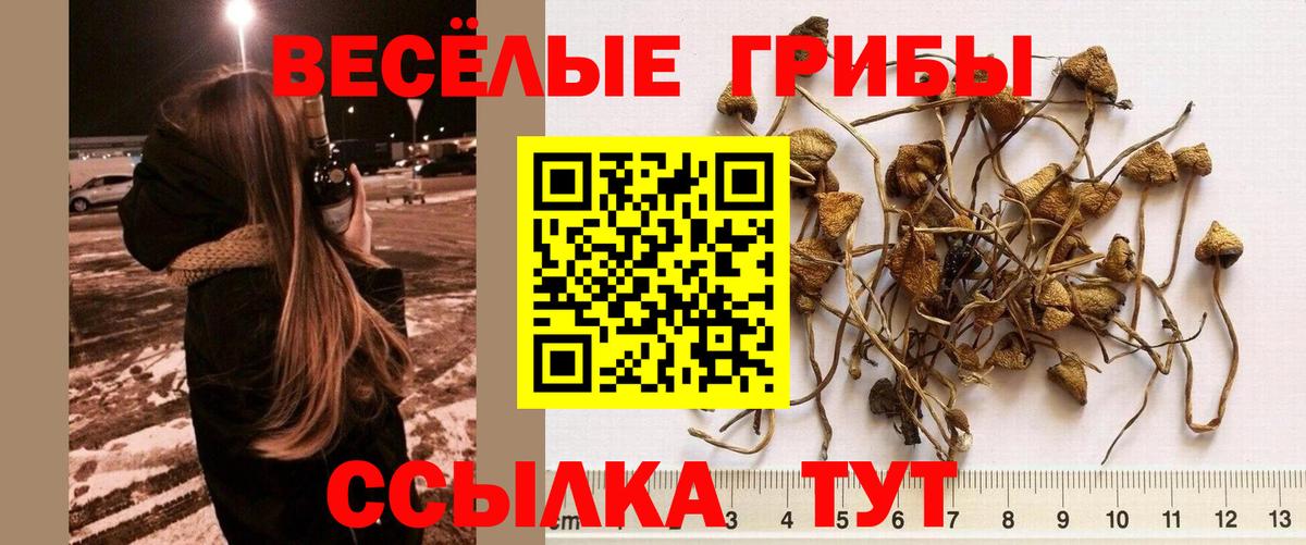 Галлюциногенные грибы мицелий Осинники