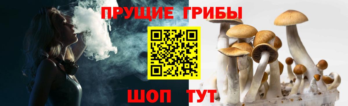 Осинники  Псилоцибиновые грибы Psilocybe  Псилоцибиновые грибы Psilocybe  Вход с VPN 